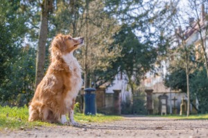 dog, pet, animal, cemetery, mongrel, domestic dog, canine, nature, mammal, furry, portrait, animal portrait